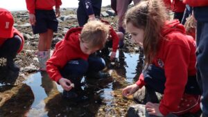 Exploring rock pools at Lathallan School